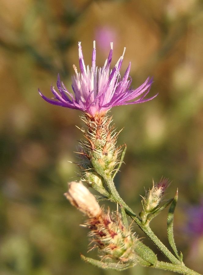 Image of Centaurea diffusa specimen.