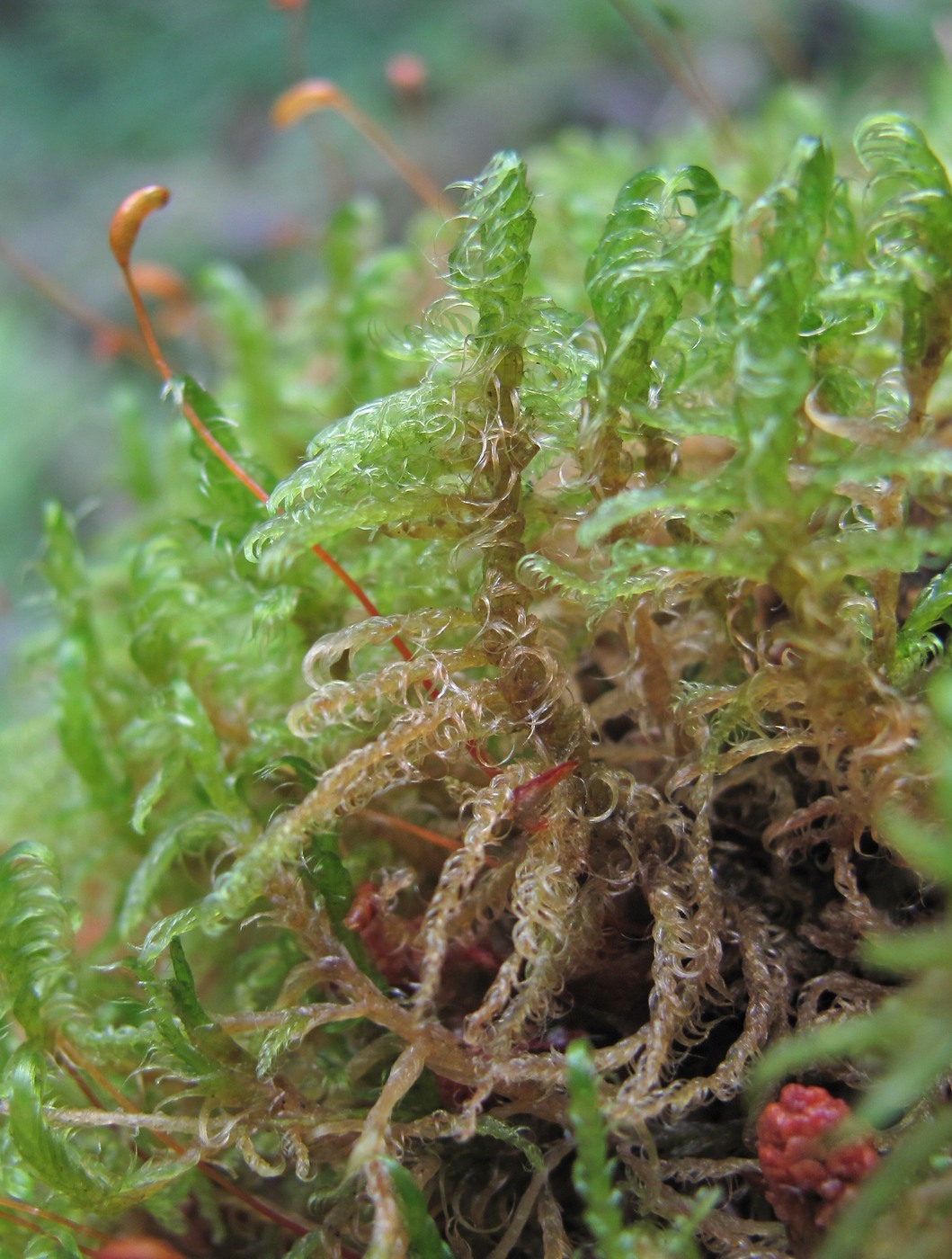 Image of Sanionia uncinata specimen.