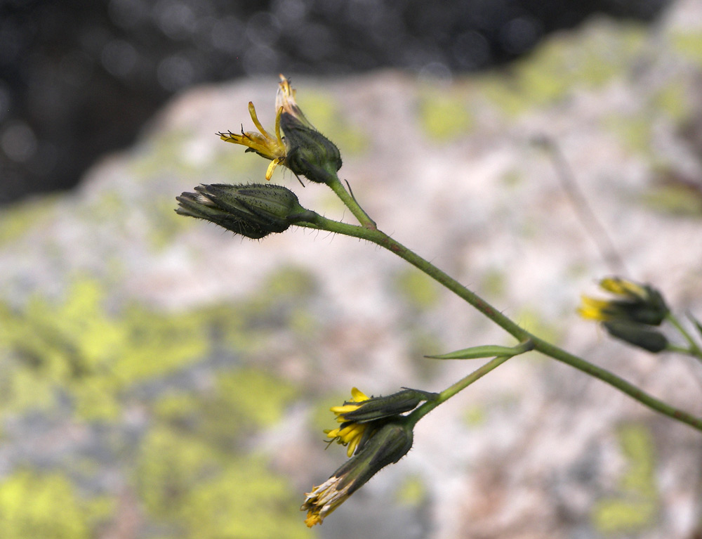 Image of Hieracium × biebersteinii specimen.