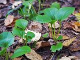 genus Pyrola