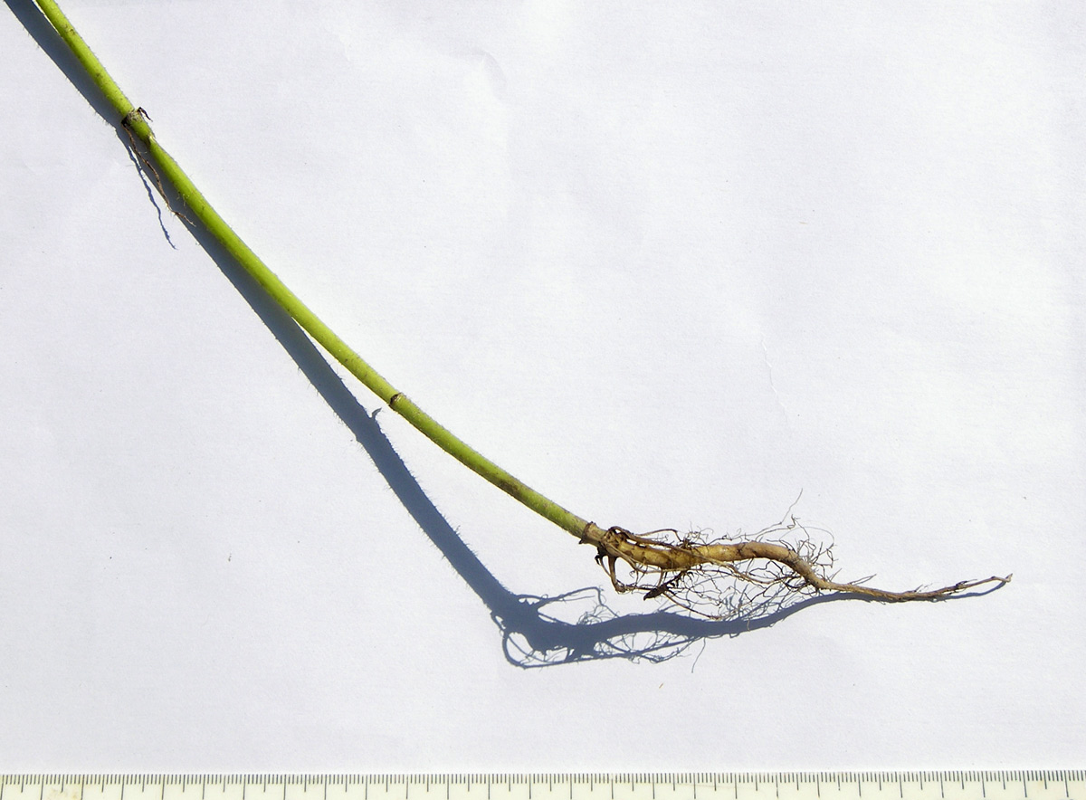 Image of Dipsacus pilosus specimen.