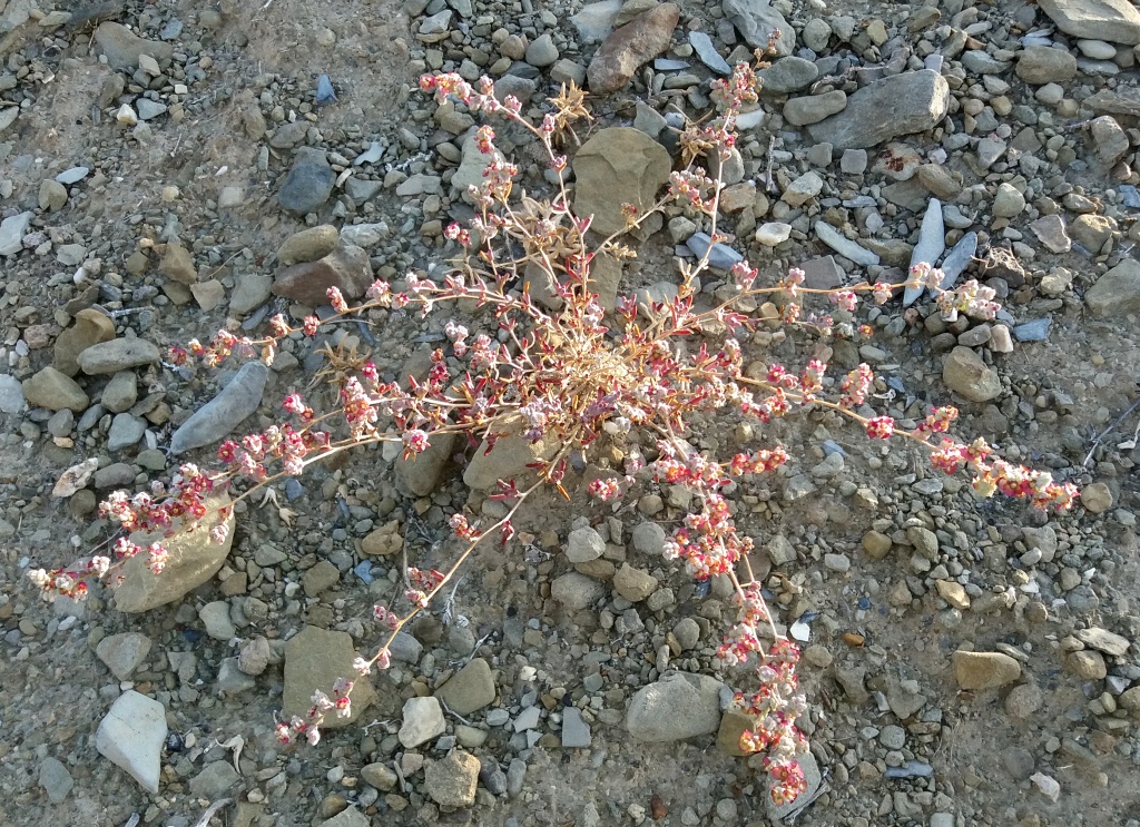 Image of Salsola tomentosa specimen.