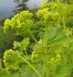 Alchemilla orthotricha