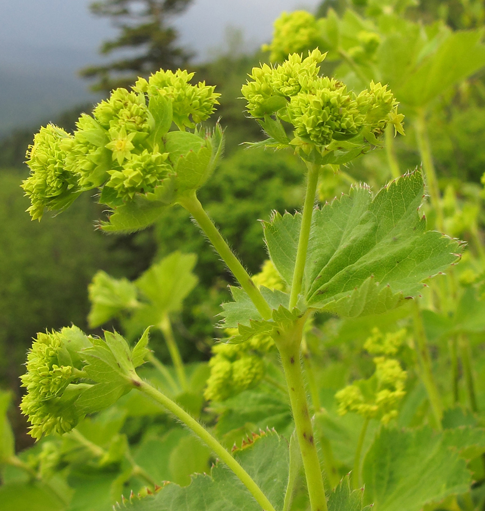 Изображение особи Alchemilla orthotricha.