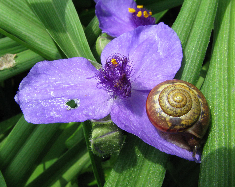 Изображение особи Tradescantia virginiana.