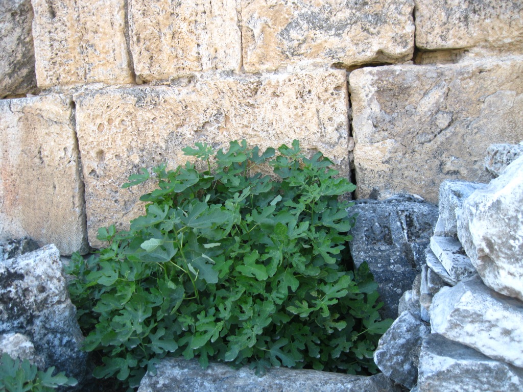 Image of Ficus carica specimen.