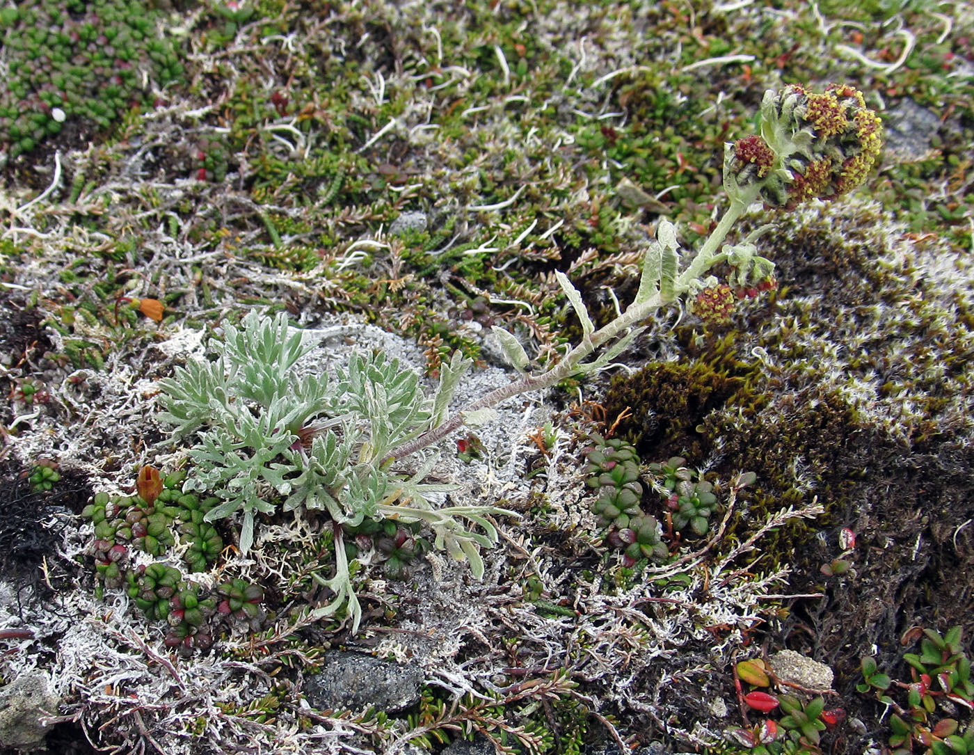Image of Artemisia furcata specimen.