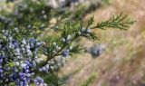 Juniperus virginiana. Часть ветви с шишкоягодами. Крым, Сакский р-н, окр. пос. Прибрежное, парк при аграрном колледже. 21.08.2017.