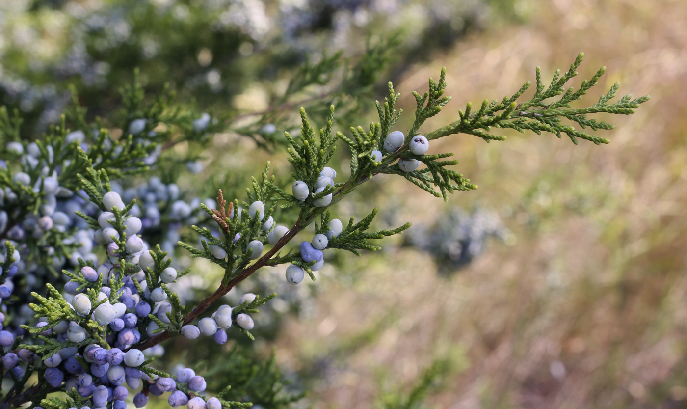 Изображение особи Juniperus virginiana.