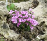 Phlox douglasii