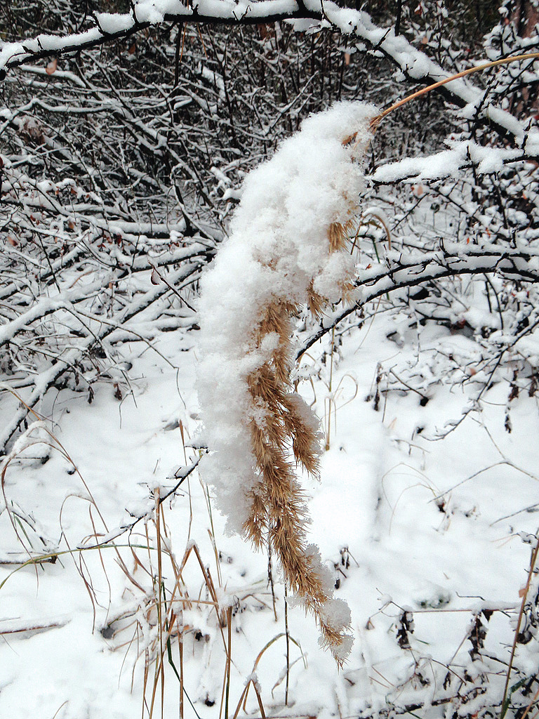 Image of Calamagrostis epigeios specimen.