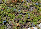 Vaccinium vulcanorum