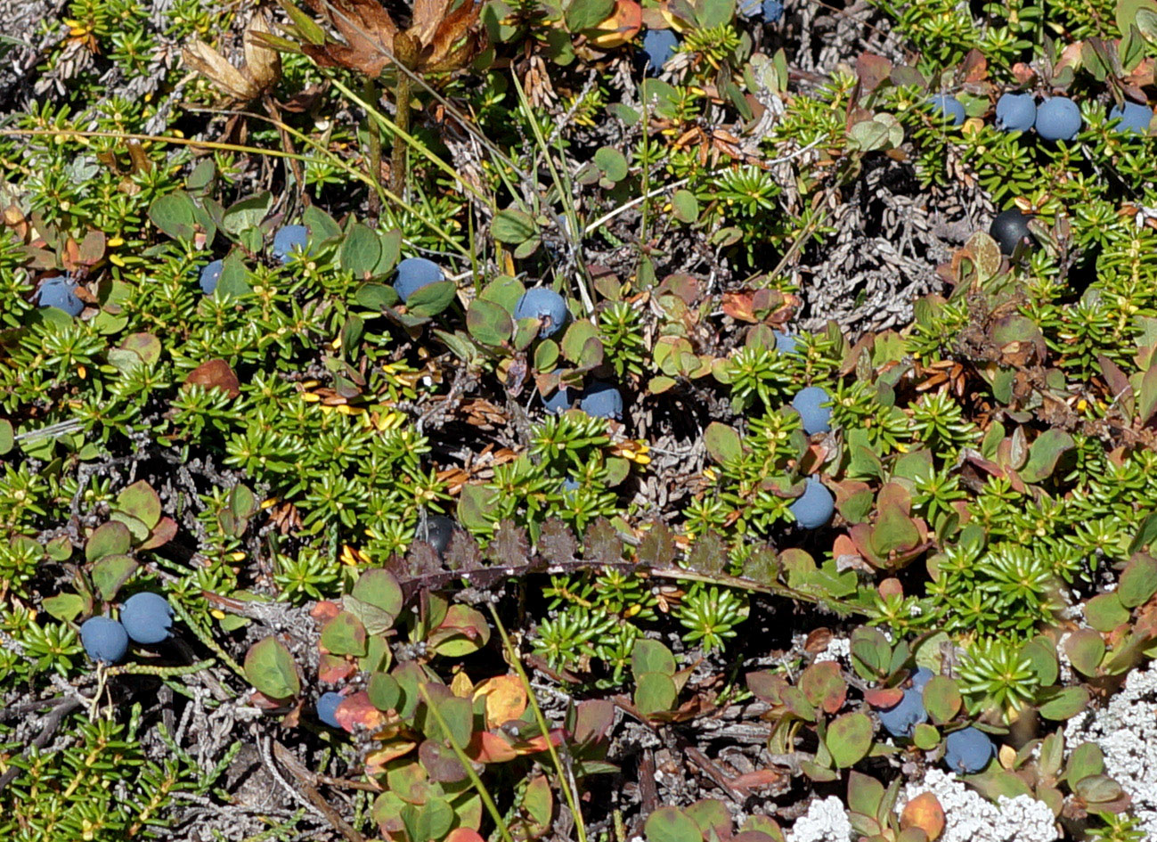 Image of Vaccinium vulcanorum specimen.