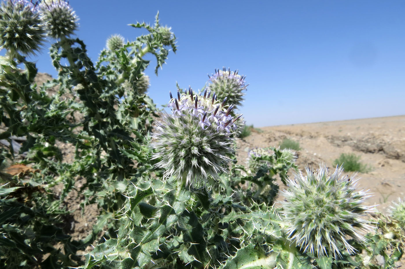 Image of Echinops gmelinii specimen.