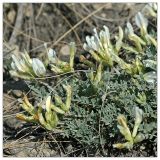 Astragalus helmii. Цветущее растение. Республика Татарстан, Бавлинский р-н, г. Бавлы. 13.05.2010.