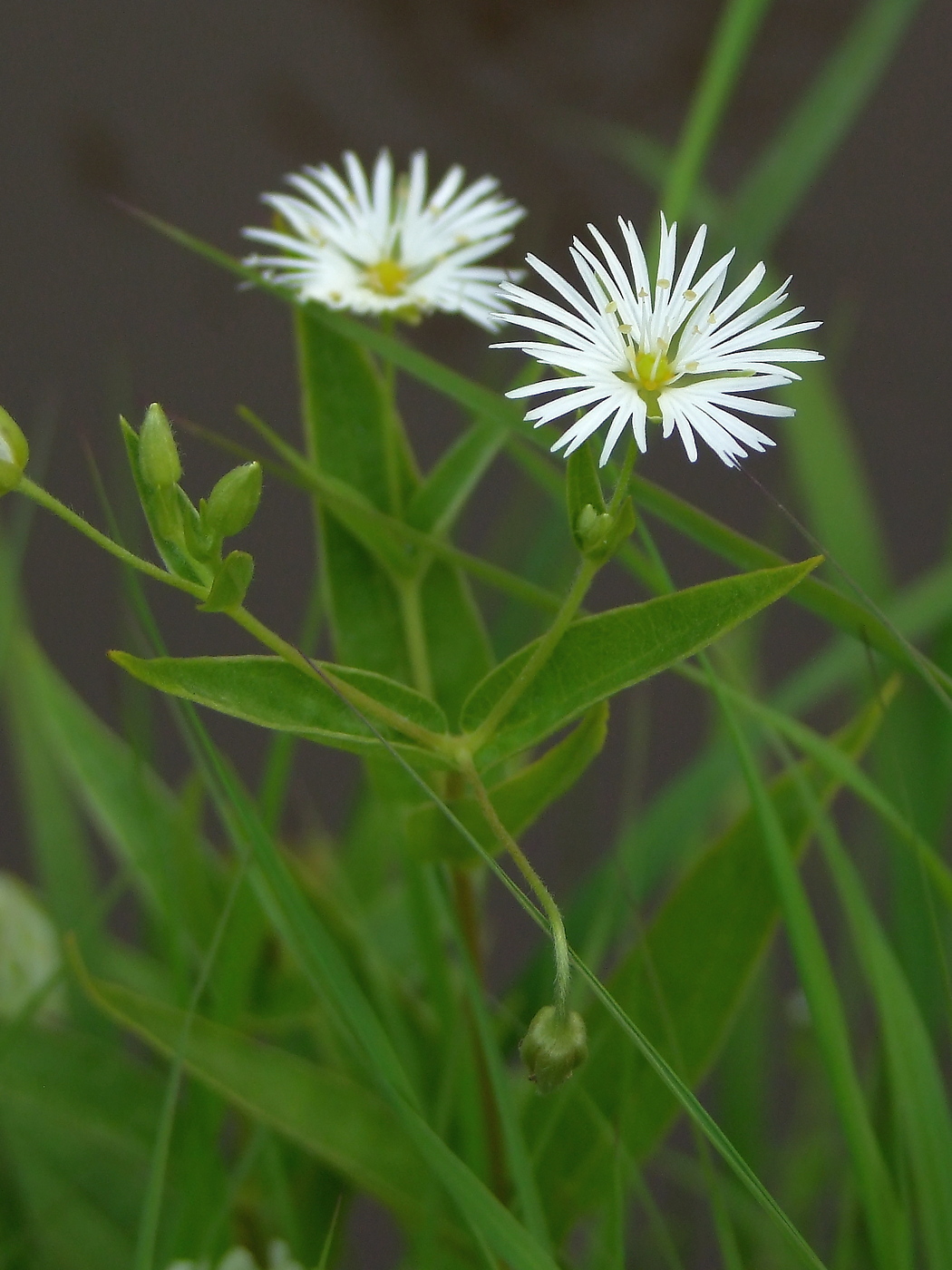 Изображение особи Fimbripetalum radians.