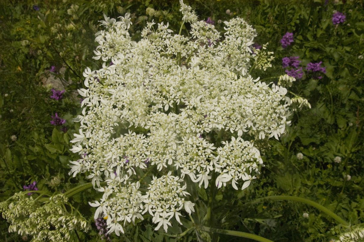 Изображение особи род Heracleum.