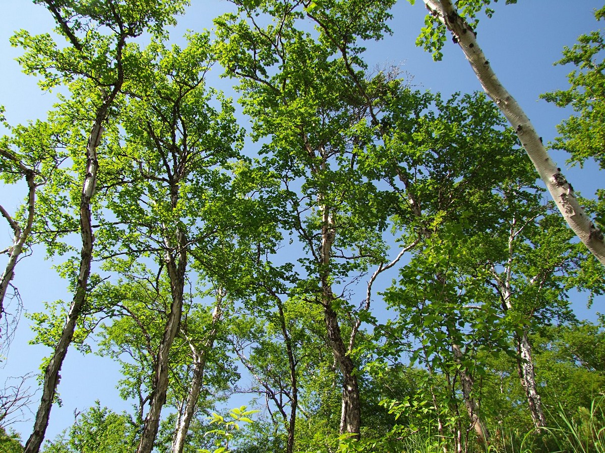 Изображение особи Betula lanata.