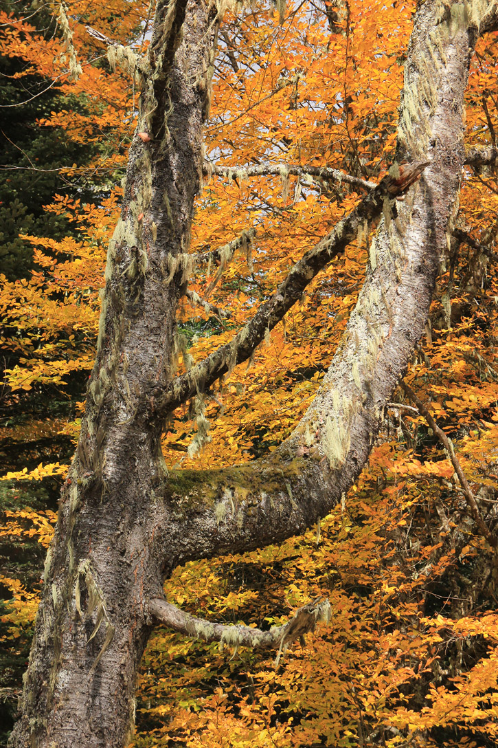 Image of Fagus orientalis specimen.