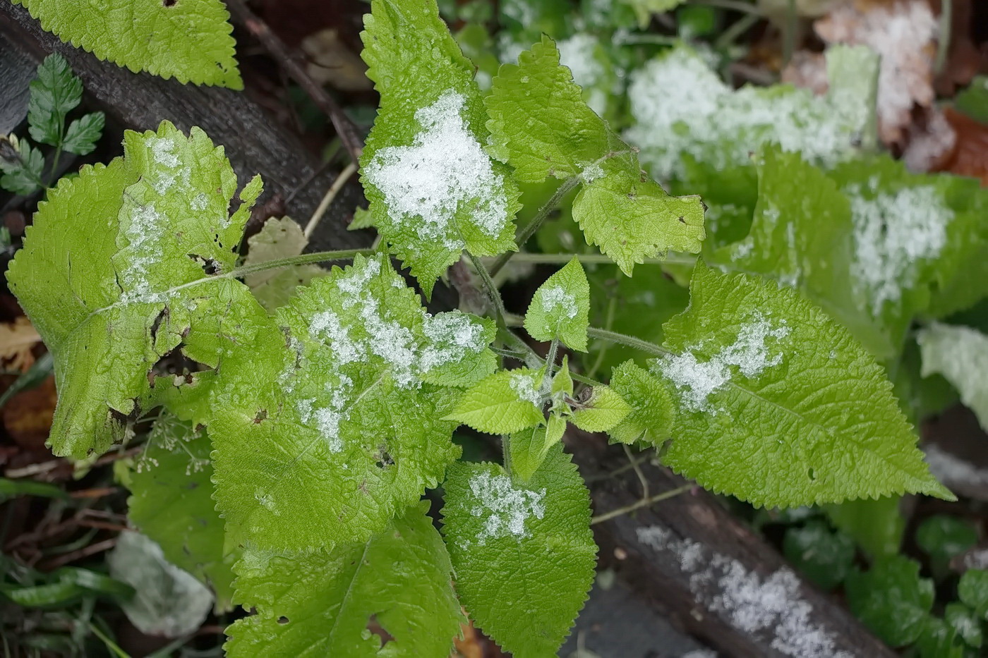 Изображение особи Salvia glutinosa.