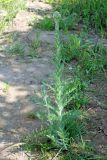 Pseudohandelia umbellifera