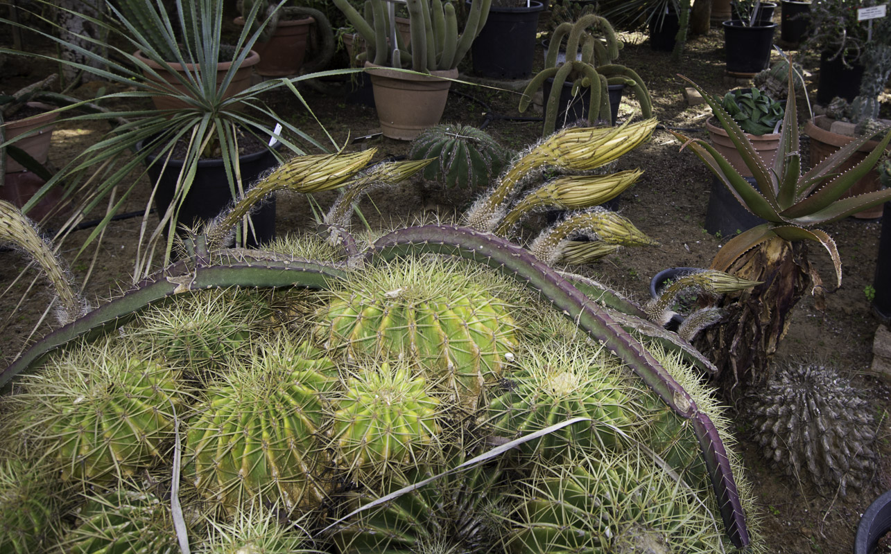 Image of Selenicereus grandiflorus specimen.