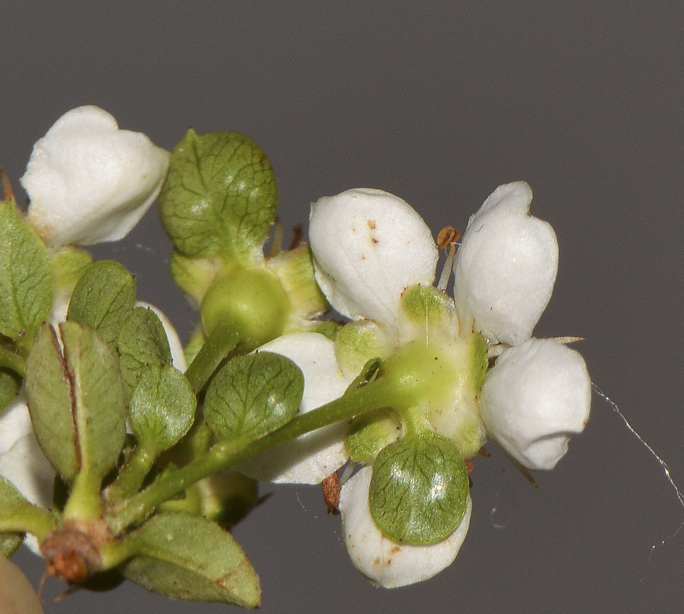 Image of Pyracantha rogersiana specimen.