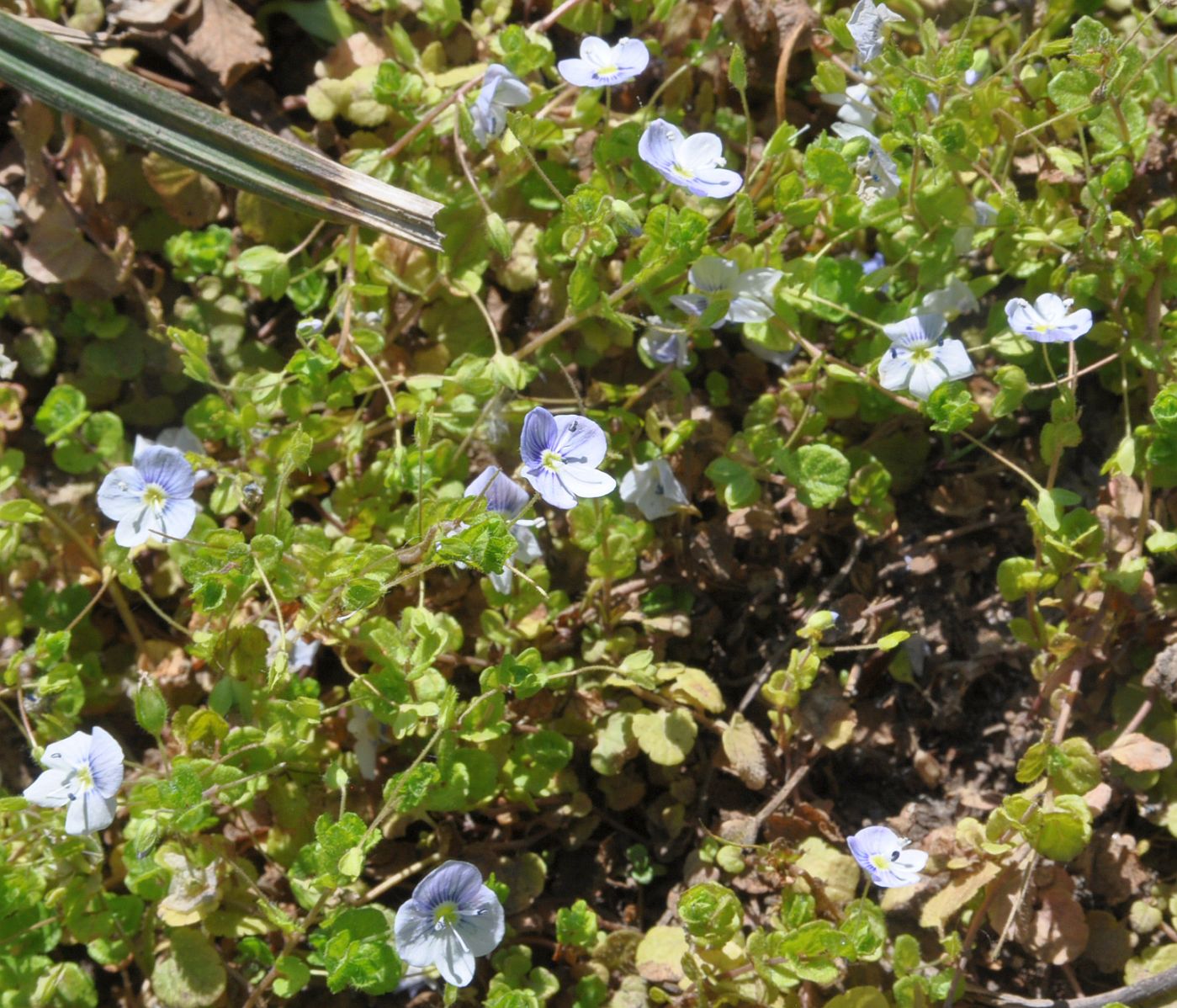 Image of Veronica filiformis specimen.