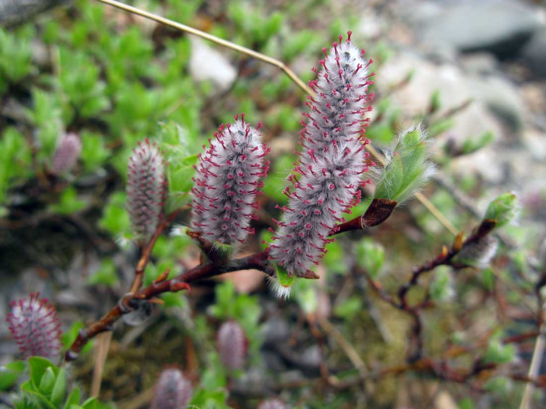 Изображение особи Salix saxatilis.