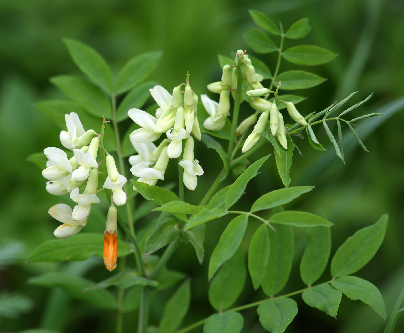 Изображение особи Lathyrus gmelinii.