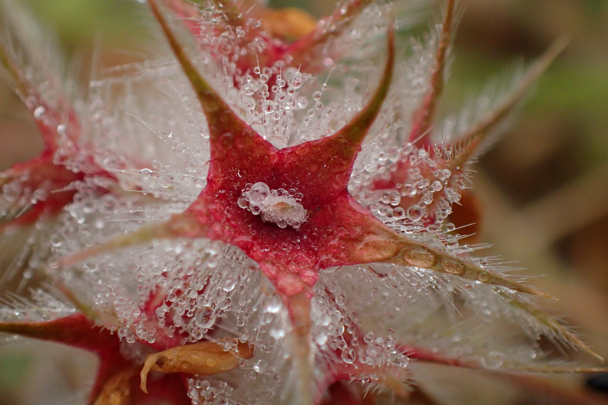 Image of Trifolium stellatum specimen.