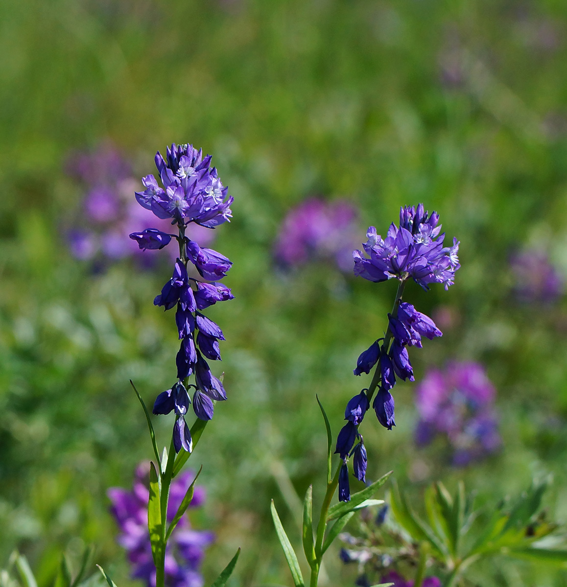 Image of Polygala comosa specimen.