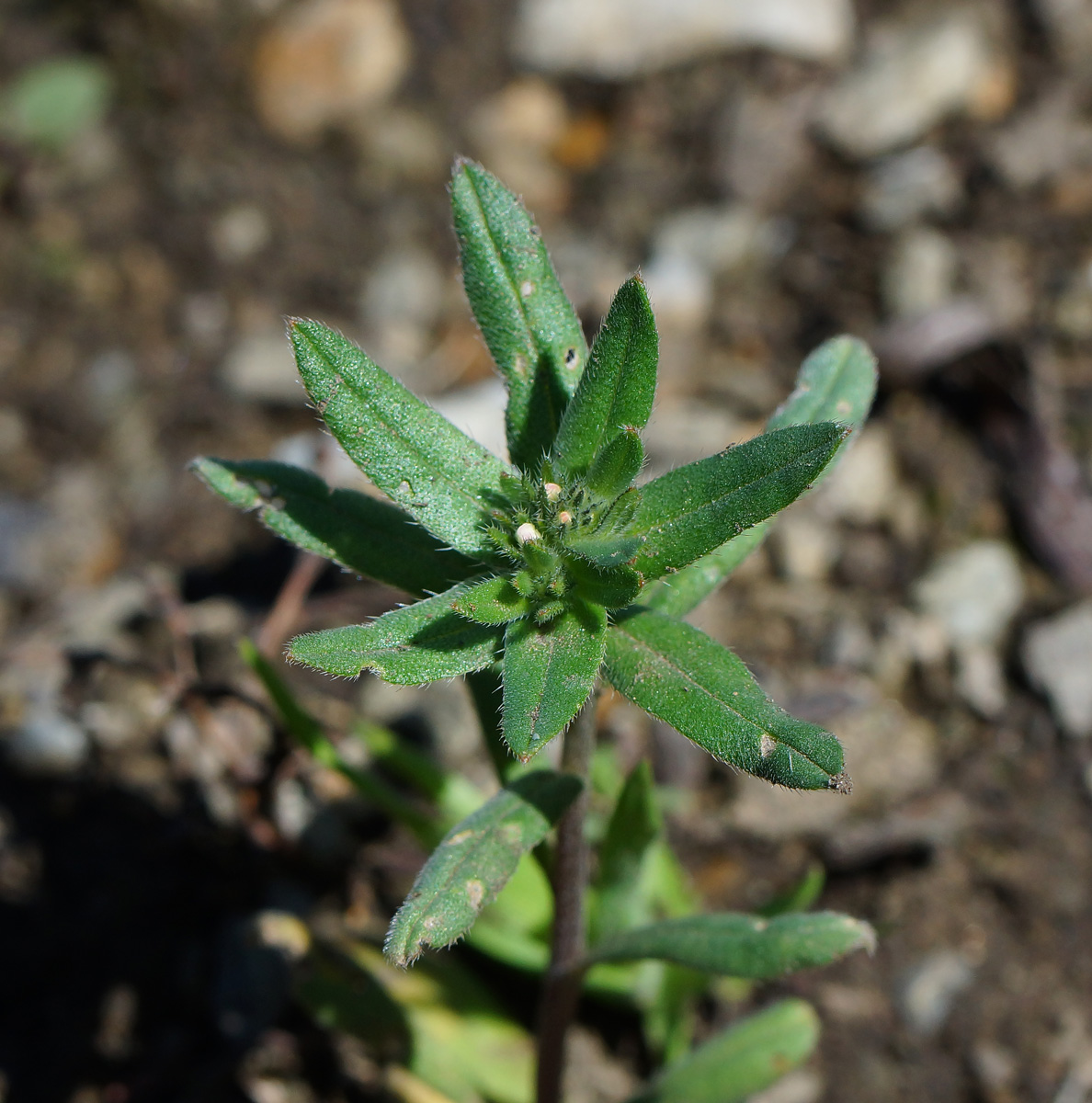 Image of Buglossoides arvensis specimen.