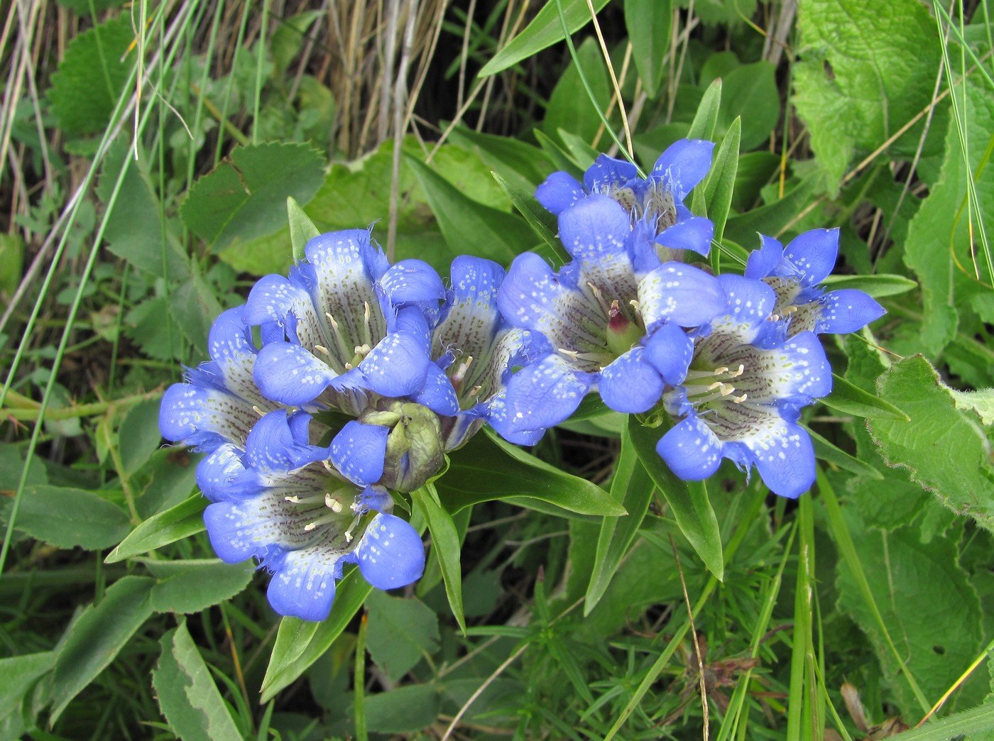 Image of Gentiana septemfida specimen.