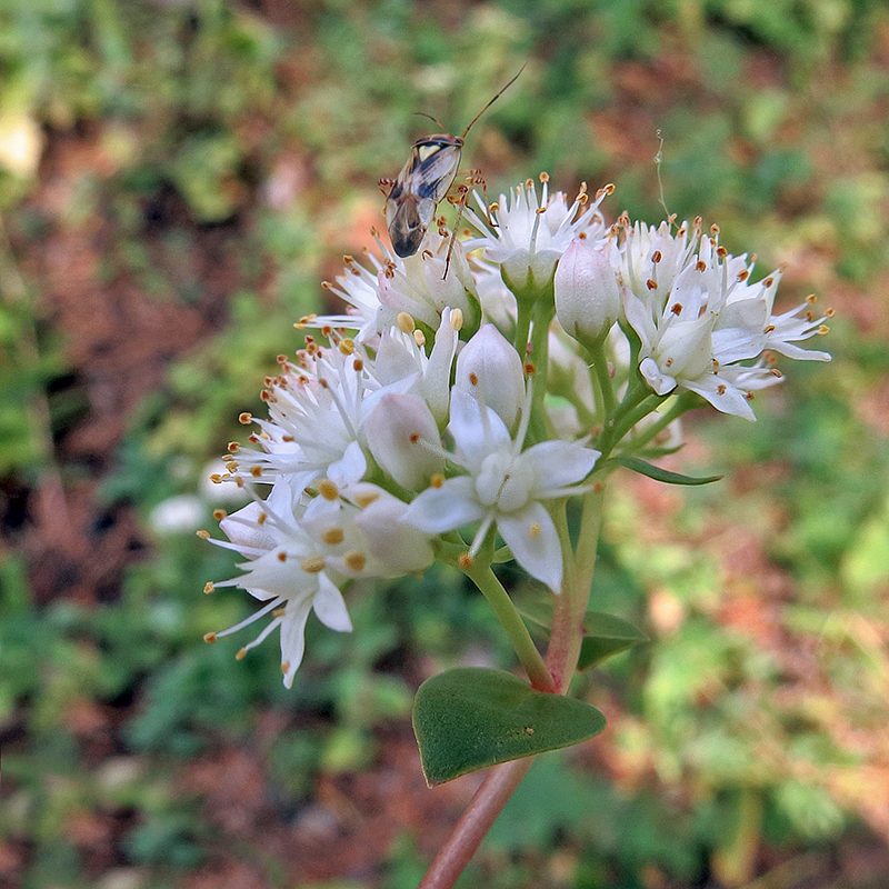 Изображение особи Hylotelephium stepposum.