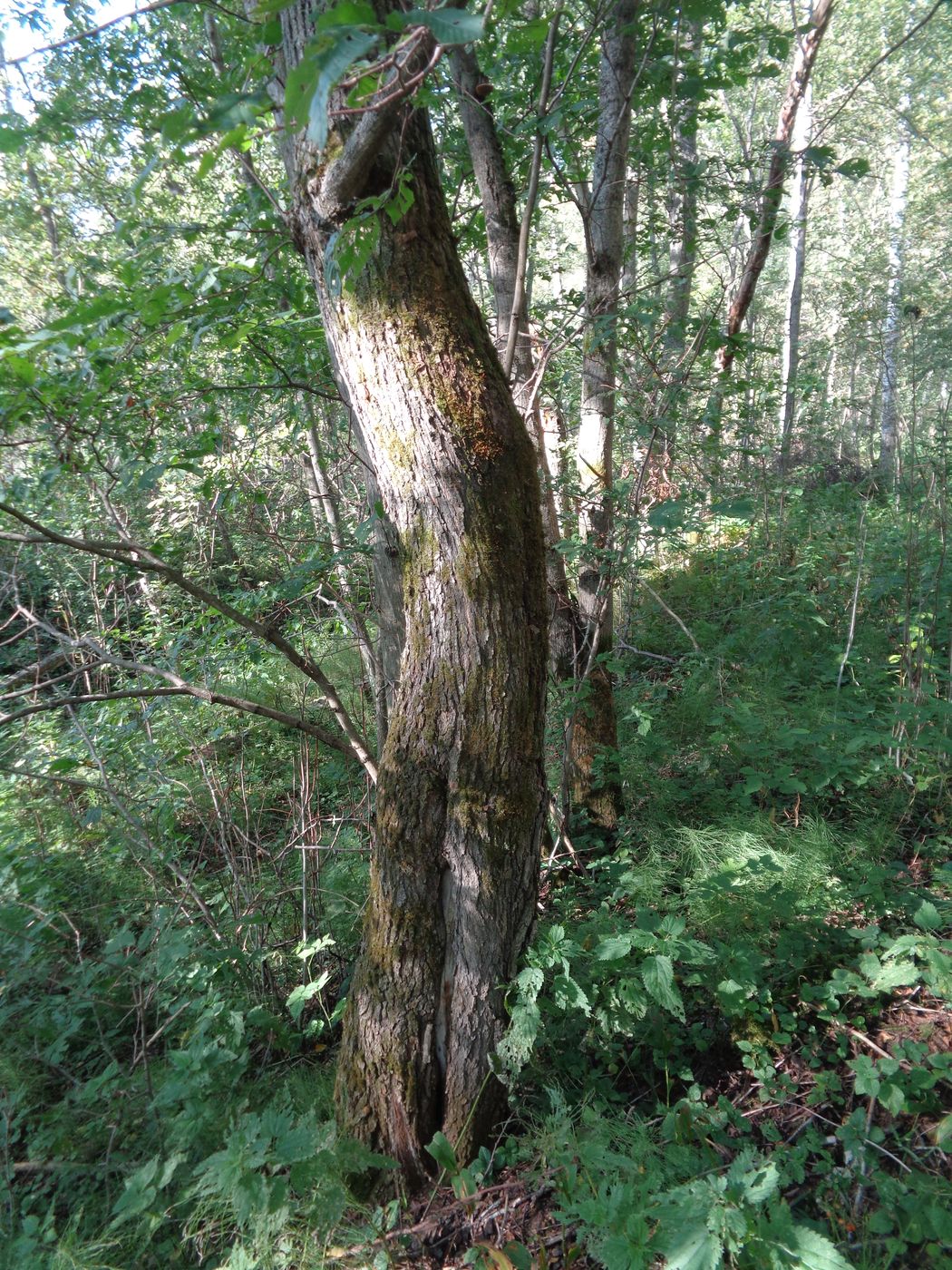 Изображение особи Ulmus glabra.