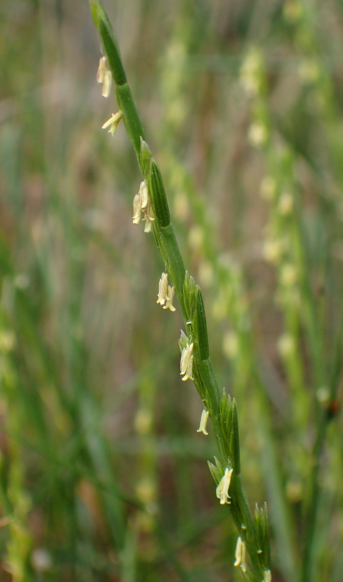 Изображение особи Lolium rigidum.