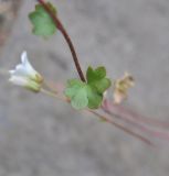 Saxifraga sibirica. Лист. Грузия, Казбегский муниципалитет, средняя часть долины Чаухицхали, ≈ 2500 м н.у.м, крутой травянистый склон возле ручья в небольшом каньоне. 01.08.2018.