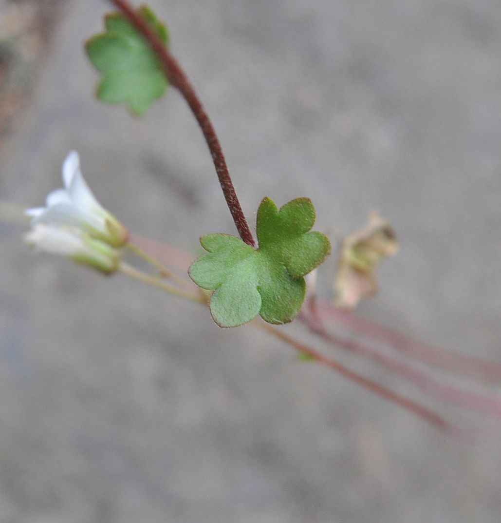 Image of Saxifraga sibirica specimen.
