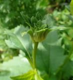 Heliopsis helianthoides. Развивающееся соцветие. Тверская обл., Весьегонск, в культуре. 3 июня 2018 г.