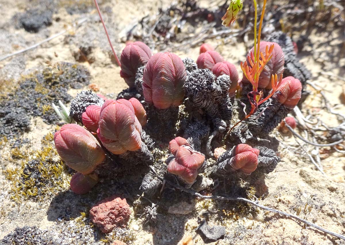 Изображение особи Crassula pyramidalis.