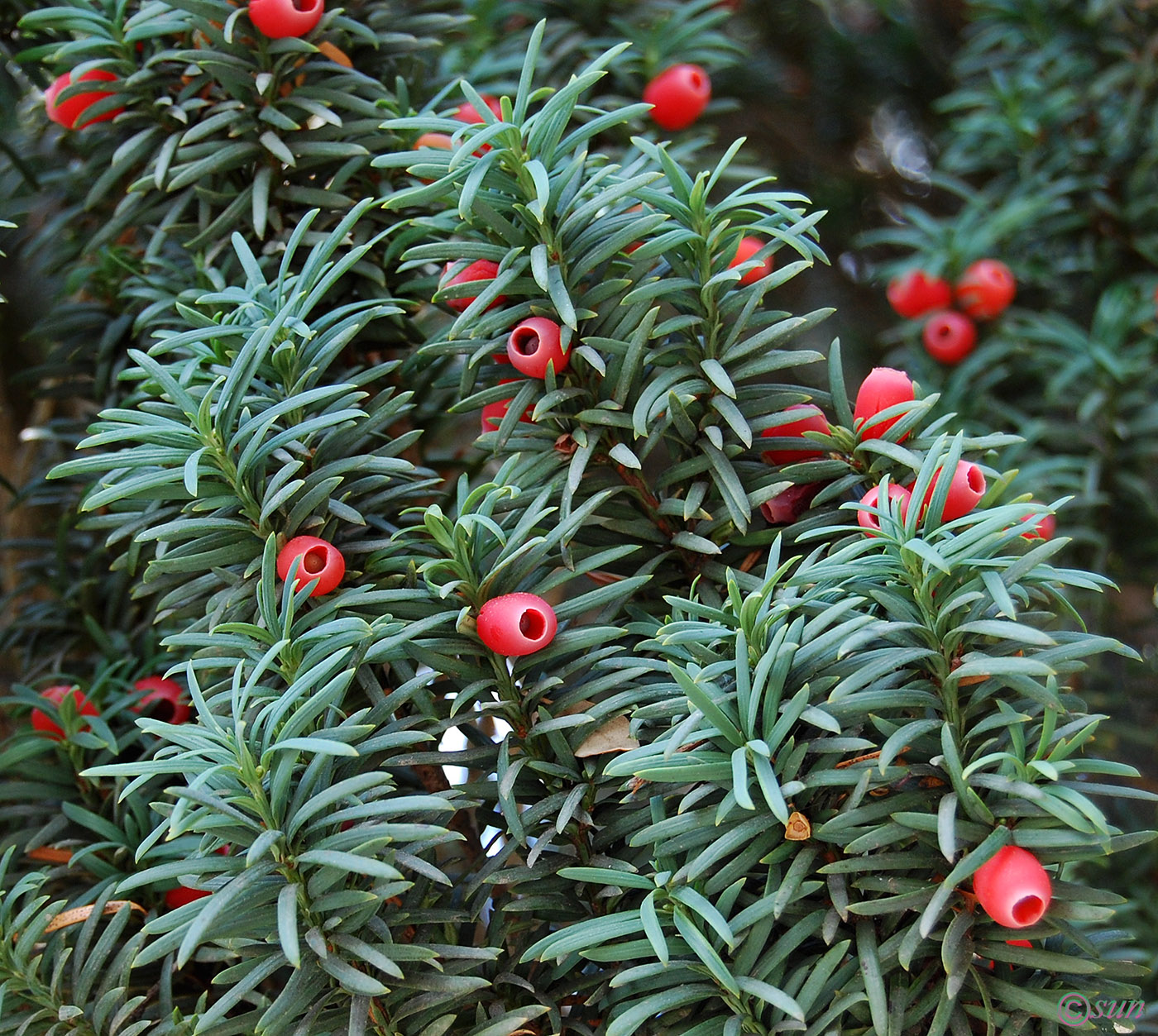 Image of Taxus baccata specimen.