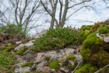 Sedum acre. Отплодоносившее растение. Санкт-Петербург, Кронштадтский р-н; о-в Котлин, форт \"Шанец\", южная батарея, на бетонном бруствере. 21.10.2018.