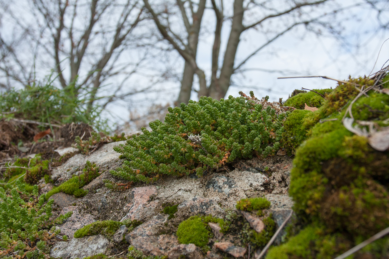 Image of Sedum acre specimen.