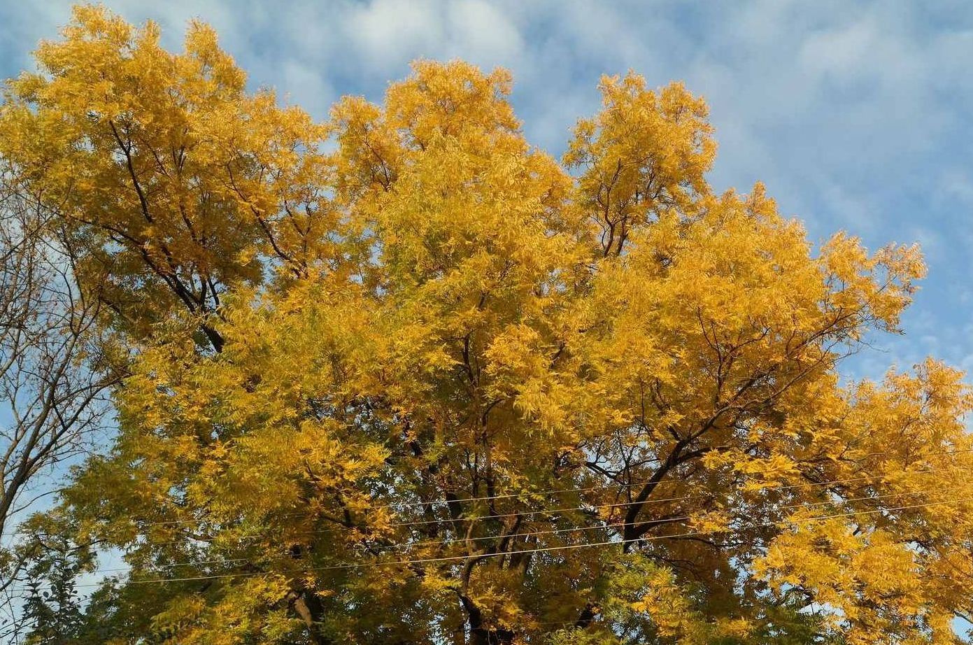 Изображение особи Carya illinoinensis.