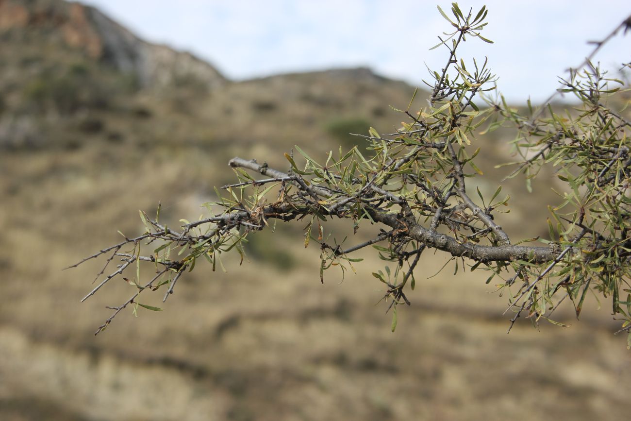 Image of Rhamnus erythroxyloides specimen.