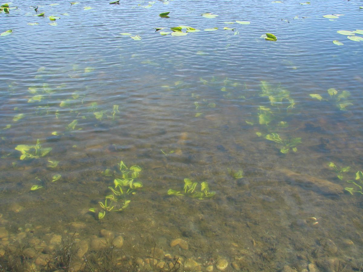 Изображение особи Nuphar lutea.