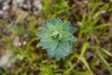 Linaria genistifolia