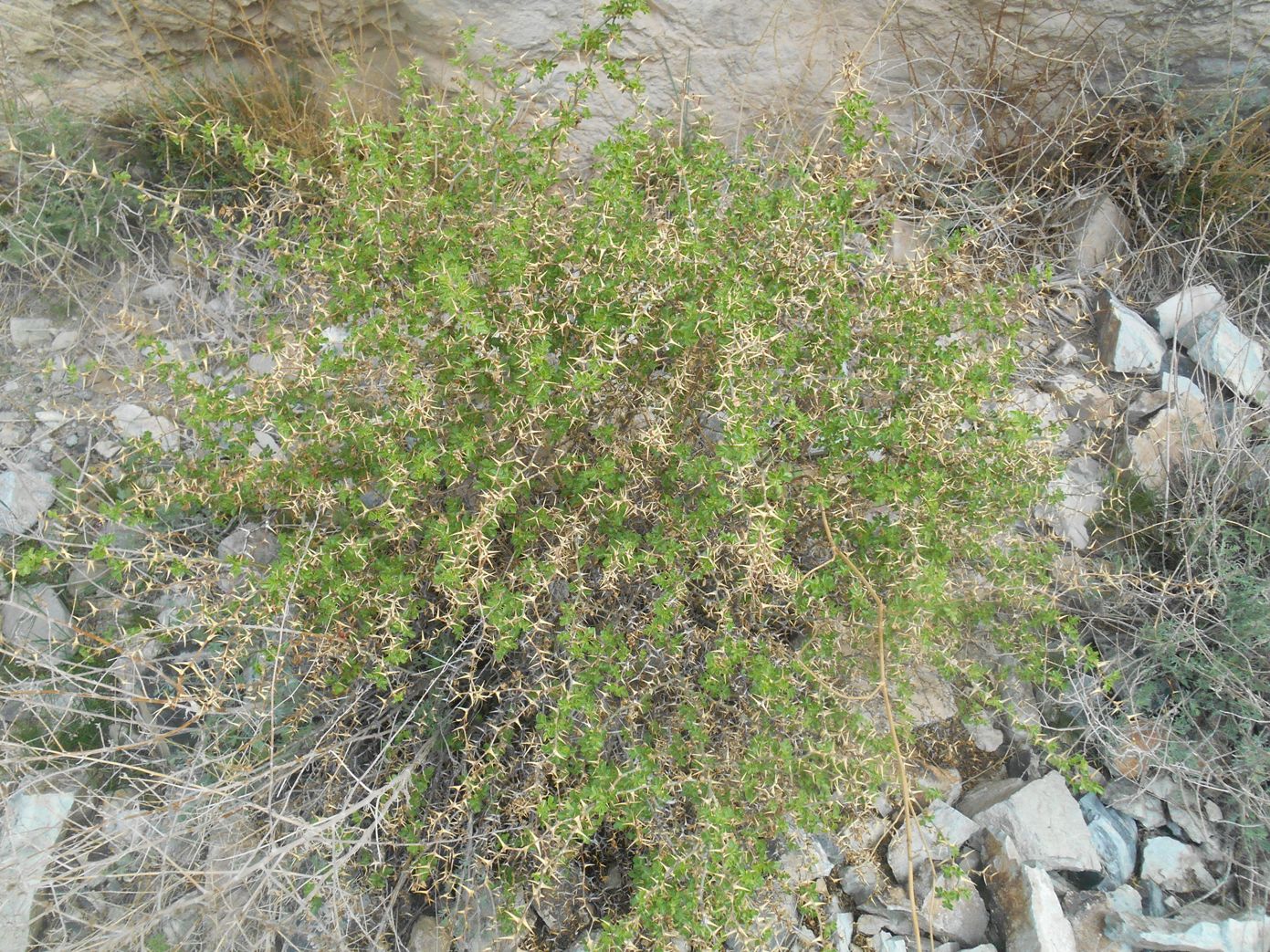 Image of Rosa maracandica specimen.