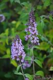 Buddleja davidii